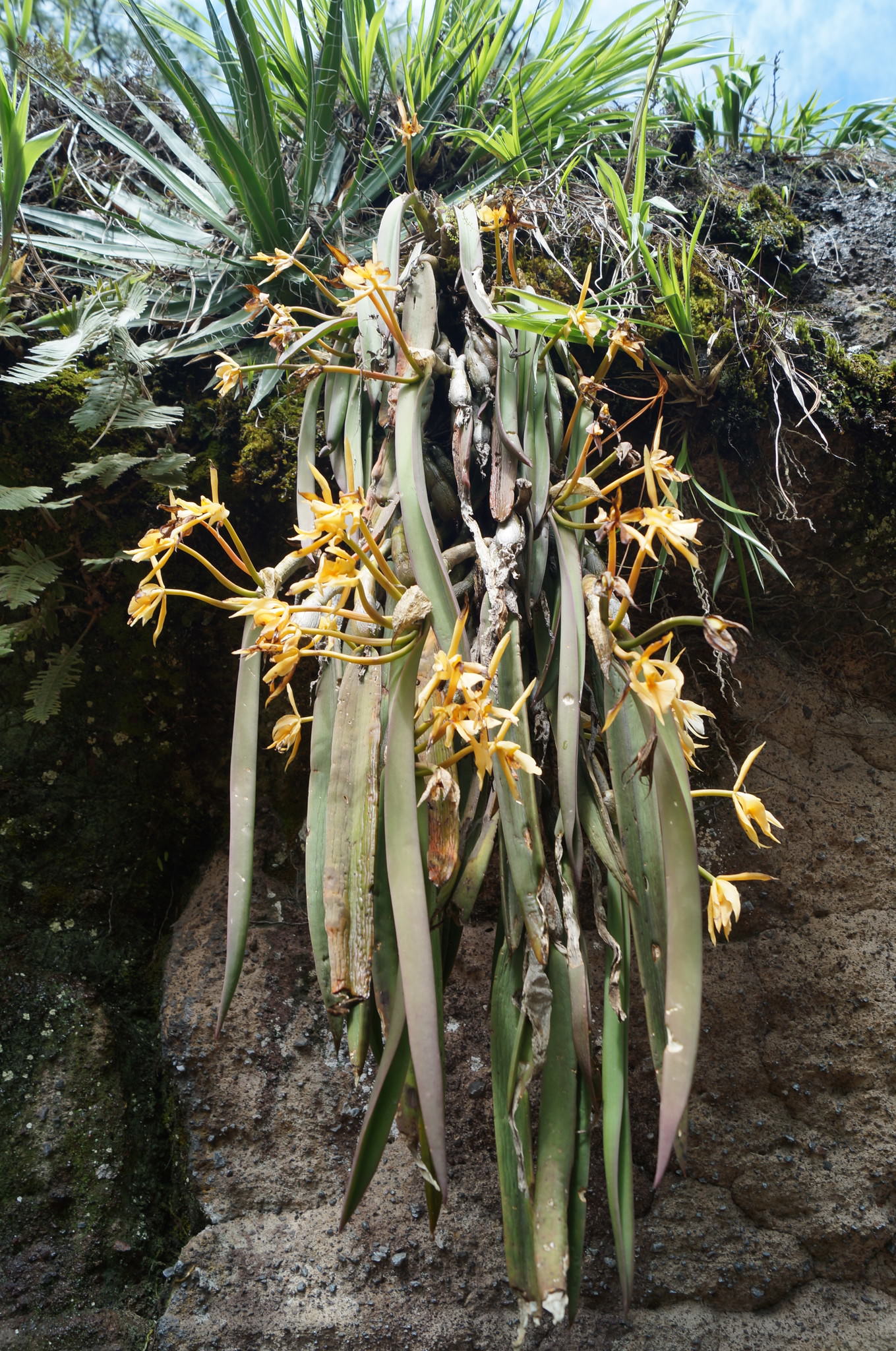 Epidendrum falcatum